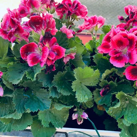 شقة Alfacinha Ajuda *