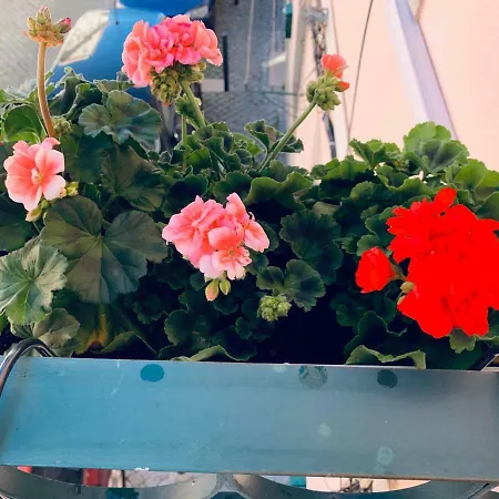 Alfacinha Ajuda شقة