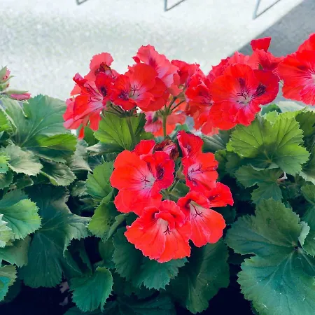 Alfacinha Ajuda 아파트 *