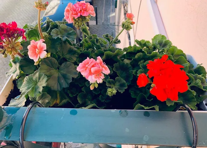 Alfacinha Ajuda Appartamento