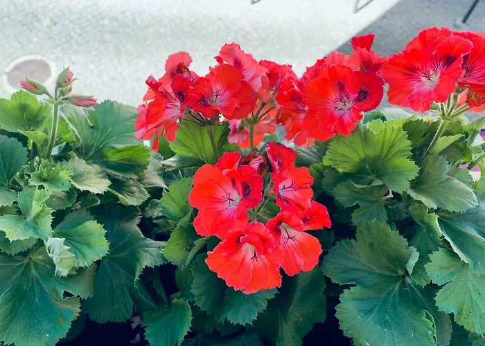 Alfacinha Ajuda Appartamento *